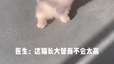 我一开始还寻思一只猫有多傻