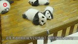 奶爸贴心把熊猫宝宝们排成一排，网友们看到后，就不淡定了