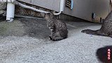 小野猫和父母在街头流浪，看到它犯困得样子，可爱到了极点