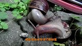 实拍：蜗牛生宝宝，那么大的壳是怎么生出来的？