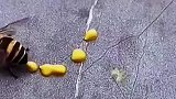 原来蜜蜂是这么产蜂蜜的啊