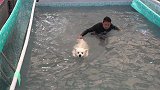 亚宠展宠物运动会，大批狗狗集体入水，上演激萌一夏