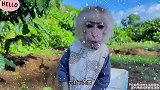 六月下大雪，蔬菜瓜果被冻坏小猴子比比怎么过冬？