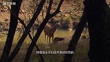 自从见过老虎后，猫咪走路霸气侧漏，“六亲不认”铲屎官都不敢惹
