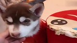 小奶狗拆家后主人的惩罚，差点笑出内伤