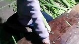 小男孩晚上帮家里干活，削贡菜动作熟练