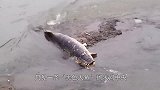 洪水退后，一条“黑色大鱼”搁浅河中央，小伙一看：这下赚大了！