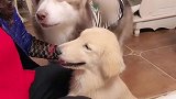 狗狗有多会撒娇