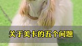 关于小狗最多的五个问题