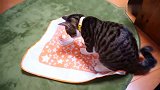 猫咪：主人这是你给我新买的毯子吗，我得检查下质量好不好