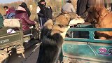 实拍农村狗市：不速之客，北美灰狼？得知真相众人恍然大悟！