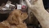 家里有狗的还是不要养猫了，这猫太狗了，不服不行啊