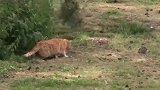 草地上玩耍的猫咪，看这小心翼翼的样子，是发现什么了吗