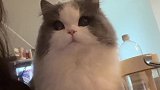 我的crush是小猫！我真的太爱他了
