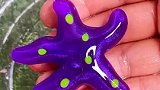 奇特的紫色海星，不仅好看还好玩