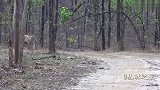 山路偶遇一头老虎，正在巡逻领地，这么漂亮的大猫真罕见！