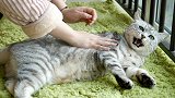 把猫刚舔顺的毛弄乱，小猫翻脸出手就打，老猫：再大力！激萌奖金