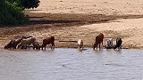 狮子狩猎水牛遭到鬣狗抢食，豹子抓住疣猪，豹子失误让疣猪挣脱！