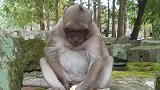 小猴子太强大了吧！这么小就学它爸爸的动作