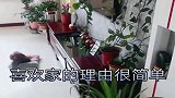 娶了一个养花成瘾的媳妇，下班看见这一幕，太温馨了