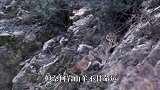 被雪豹抓住的岩山羊，最终选择同归于尽，镜头记录全过程！
