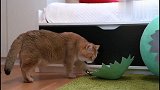 猫咪躲在纸蛋壳里玩耍，慢悠悠的爬出来，反应太搞笑！