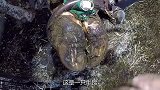 石头在牛蹄上留下窟窿，老师傅细心治疗后，奶牛瞬间解脱
