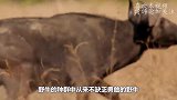 大象看野牛不顺眼，上去就狠踢一脚，下一秒千万忍住别笑！