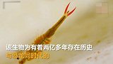 江苏发现史前物种仙女虾：与恐龙同时代卵，可存活上千万年