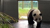 大熊猫妈，我回来了，开饭了不！