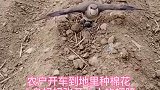小鸟妈妈张开翅膀，用自己小小的身躯保护了自己的孩子。伟大的母爱
