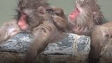 日本70多只猴子泡温泉 非得调到40℃才肯下水