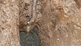 2米多长的野生山药，挖出来真的太不容易了，城市人根本就吃不到