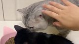 网友们给我出了各种找黑猫小技巧！没想到最管用的竟然是这个！萌宠出道计划 爱宠来狂欢