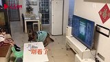 听到家长脚步声，狗狗立马提醒看电视的小主人