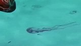 潜水员在海底拍摄这一幕，一只正在捕食水母的海龟