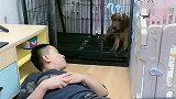 泰迪小迷糊总是和姥爷叫板，看见老四就秒怂，一物降一物