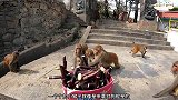 猴子吃甘蔗都不吐掉的，直接把甘蔗嚼着吞进肚子里，真是不浪费呀