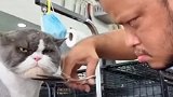 猫老大的气场有点强，这人长得有点像猫