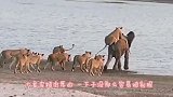 狮子咬住水牛，水牛不断挣扎，锋利牛角直接刺进了狮子身体
