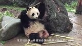 熊猫宝宝受委屈了，哭唧唧地找奶爸求安慰，这也太可爱了吧