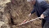 这红薯埋的太深了，挖红薯跟挖地洞似的