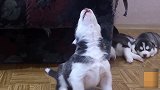 小奶猫把哈士奇当妈妈 二哈：我是公的！