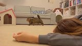 铲屎的假装晕倒后暴露本性的猫