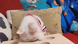 一直执着的猫，你玩你的，我玩我的