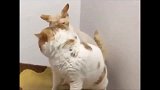胖猫不关我事，我是真肥