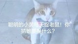 这猫每天都要抓老鼠回来，不知道要干啥！