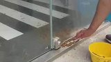 猫咪被困店内，阿姨透过门缝每天喂水塞粮