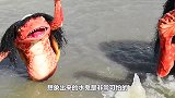 传说中的“水鬼”被人抓住？形态怪异发出低吼，网友：大开眼界