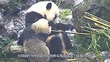 熊猫宝宝翻床越狱，回头看到奶妈来了，下一秒的举动让人笑岔气！
